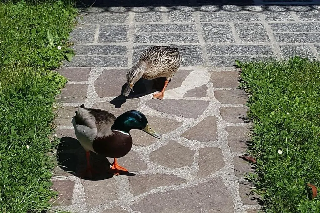 A Step From The Lake Dervio